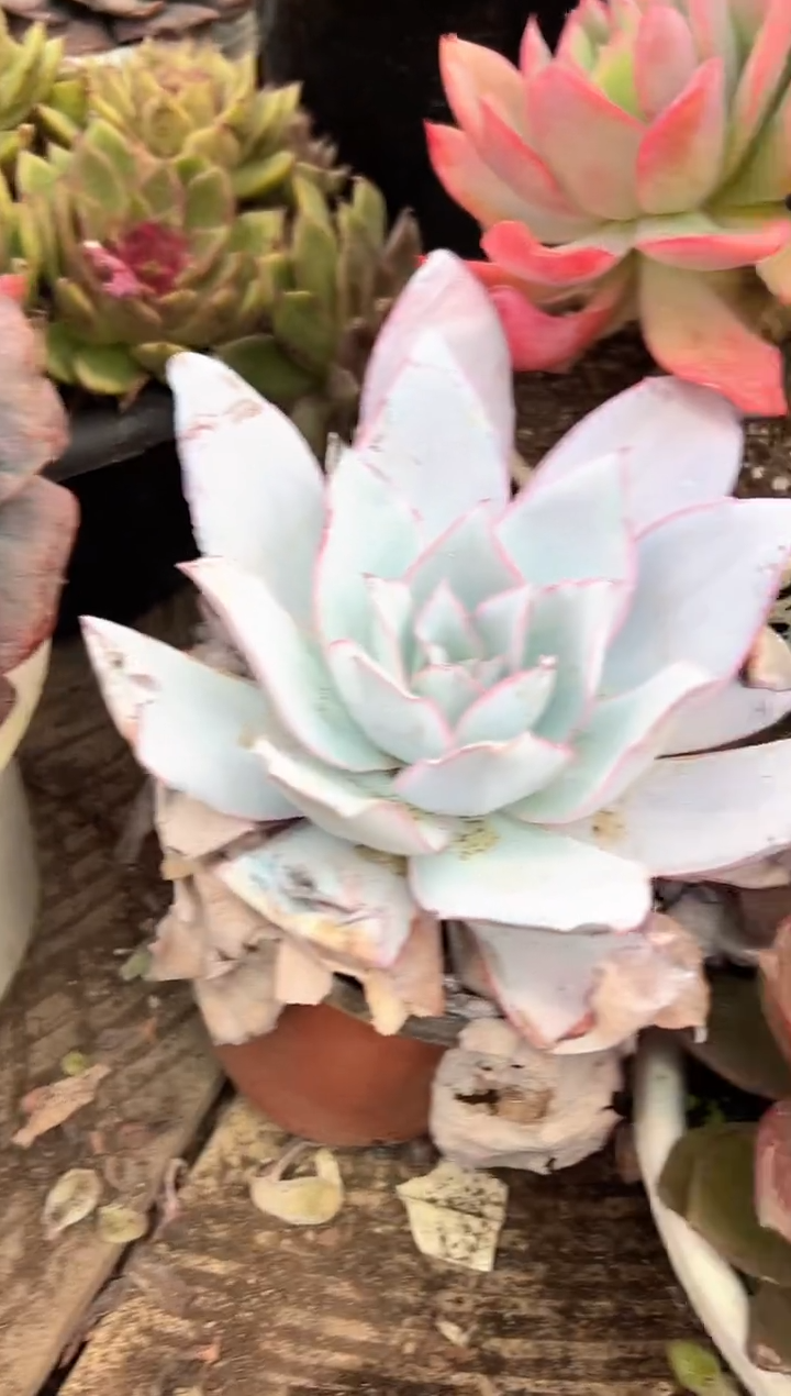 胡*侠多肉植物一物一拍24366