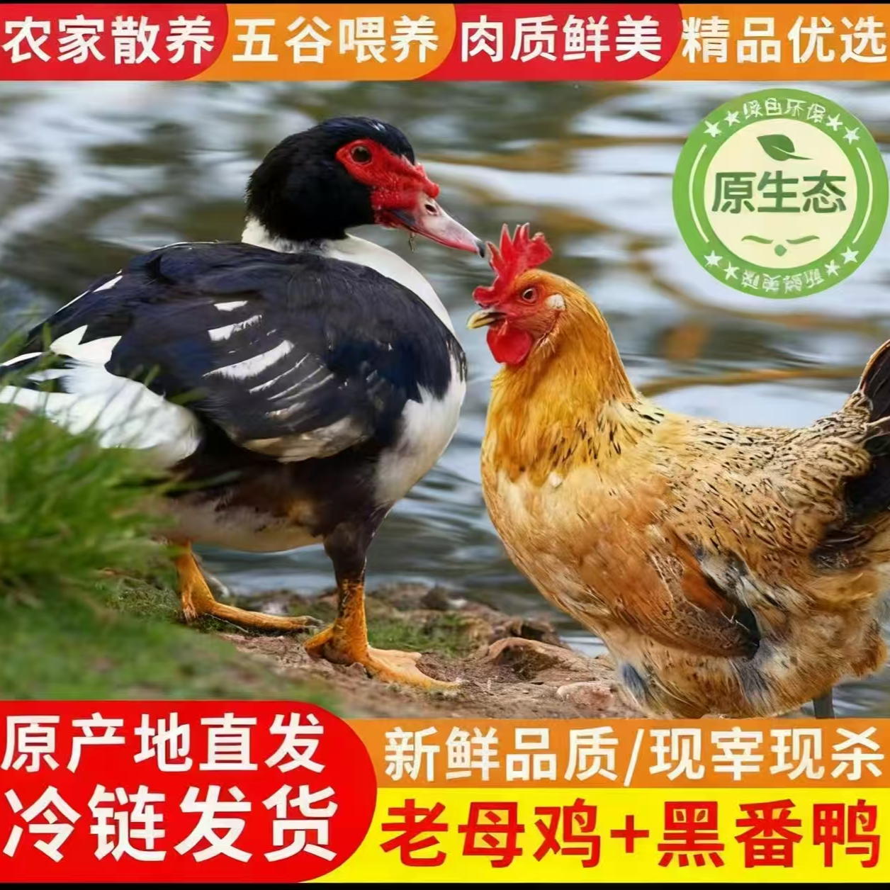 农家散养鸭+鸡毛重7-8斤   无激素 纯自然喂养 顺丰冷链现杀现发
