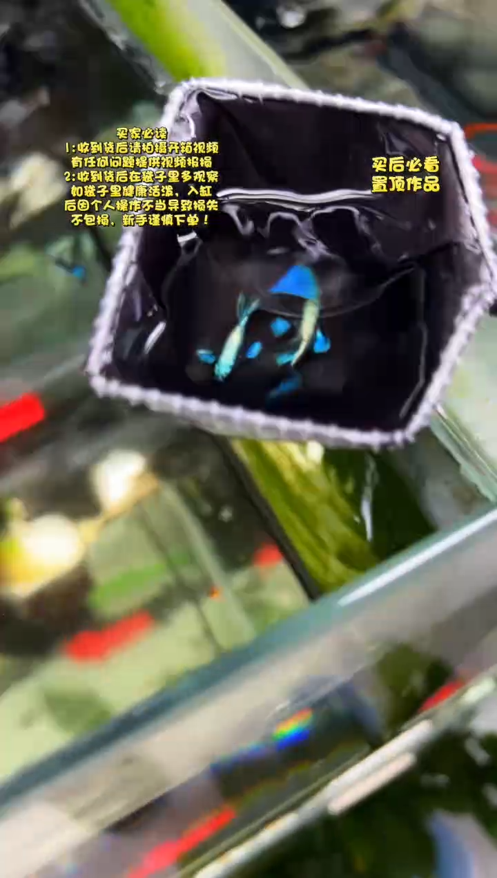 孔雀鱼无怨孔雀鱼
