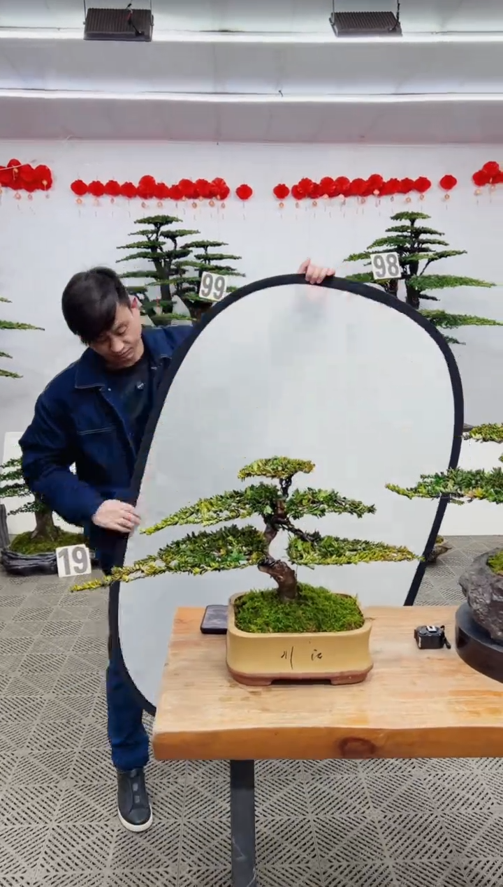 【闪购商品】盆景盆景