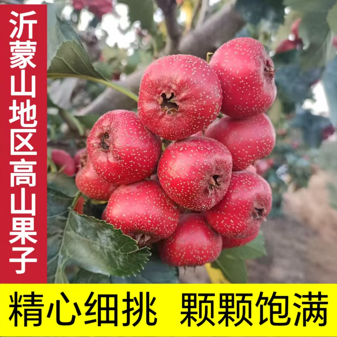 沂蒙地区鲜果山楂新鲜大金星冰糖葫芦糖雪球专用山楂批发开味水果