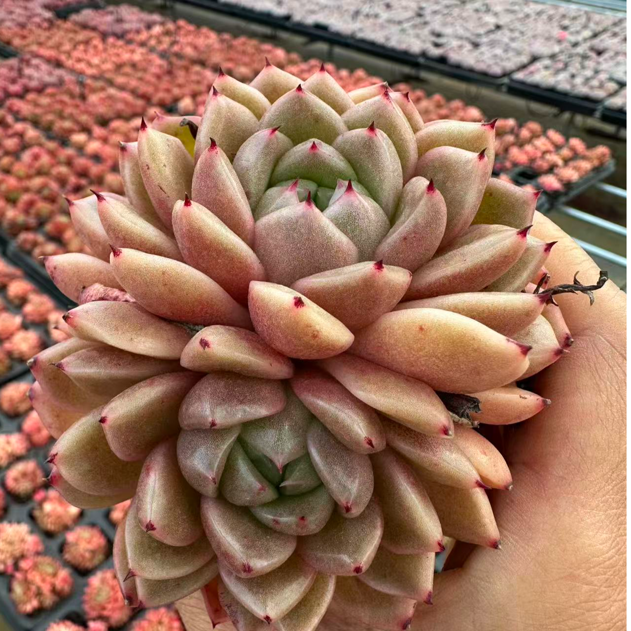 7#水晶石榴双头多肉植物 前男友精品多肉 SM1322