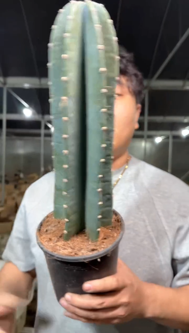 【带盆土】20cm+ 量天尺