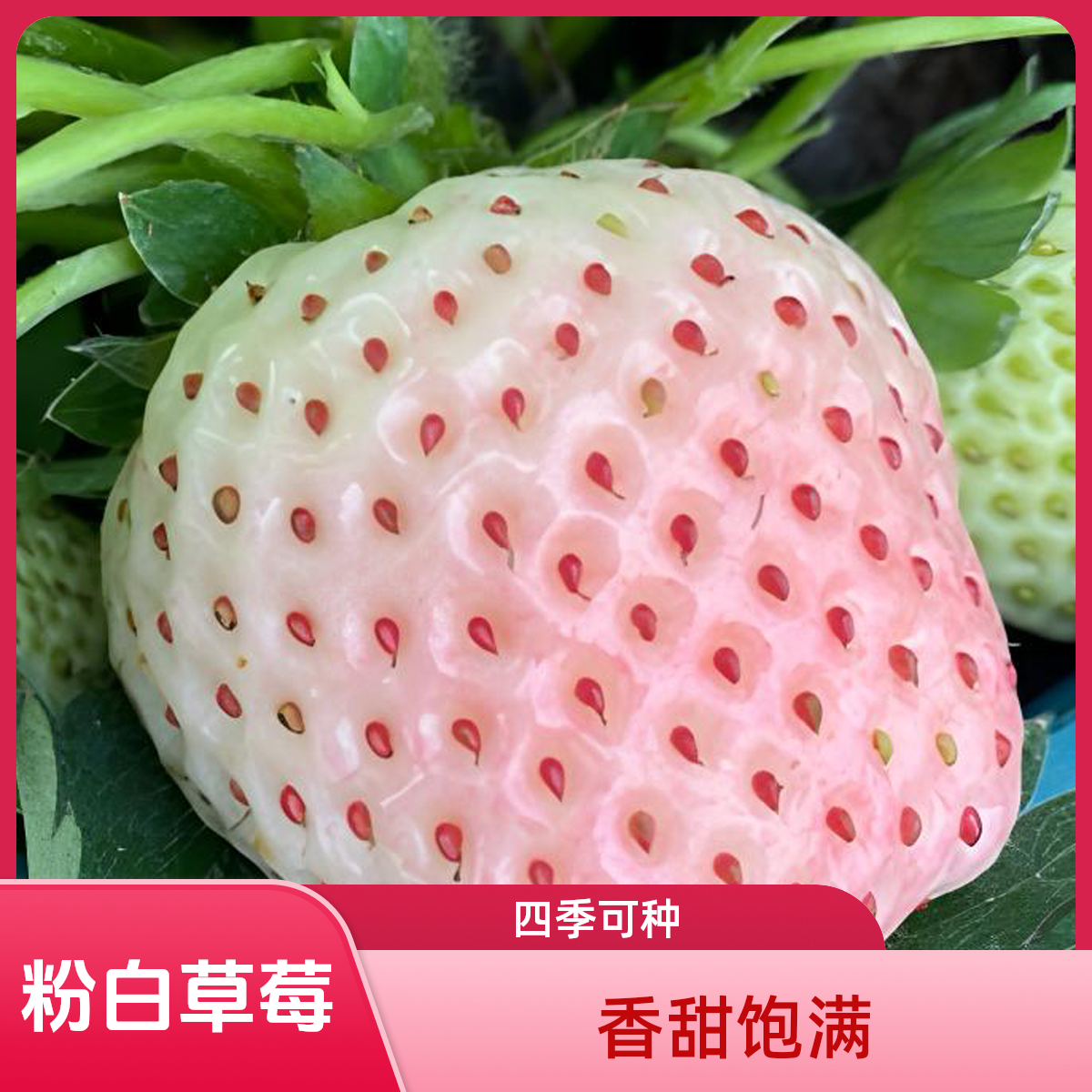 （自销）邱米山粉白色苗观景观果香甜饱满四季家庭花卉种子草莓