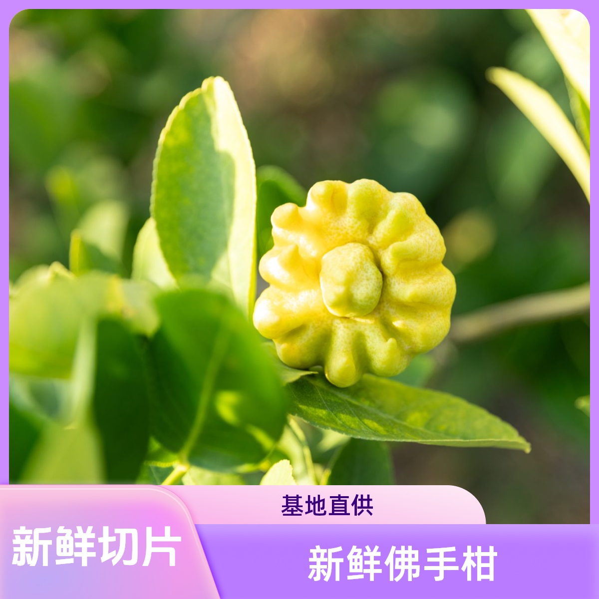 新鲜佛手柑基地鲜切