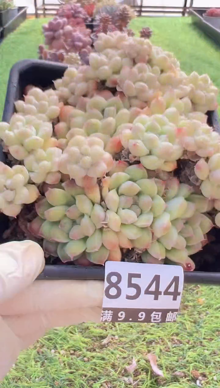 【闪购商品】信福多肉一物一拍