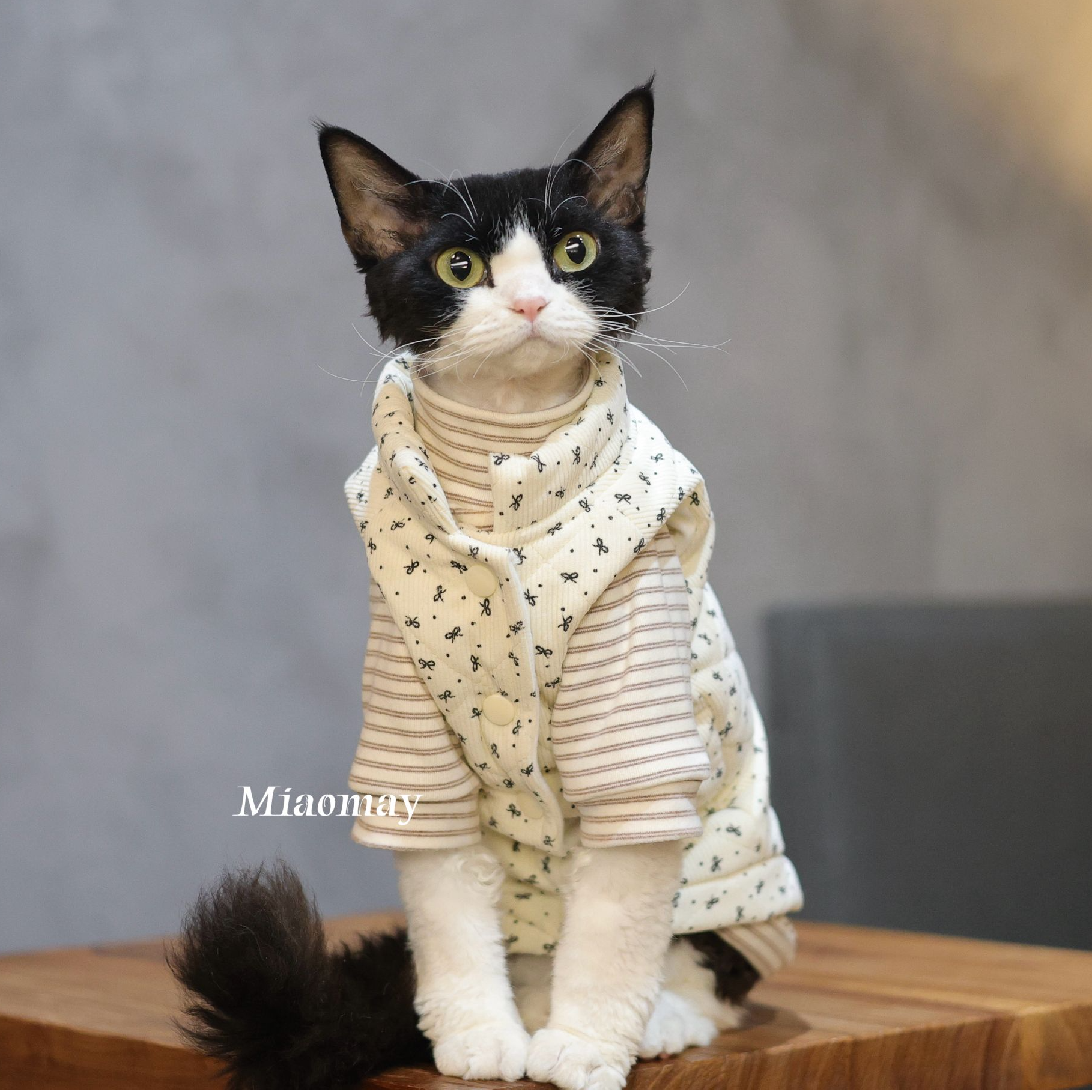 灯芯绒加厚加绒双层棉马甲猫咪衣服德文猫阿比东短无毛猫带牵引扣