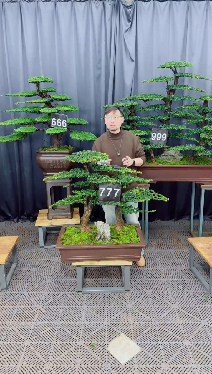 无花朵盆景.....