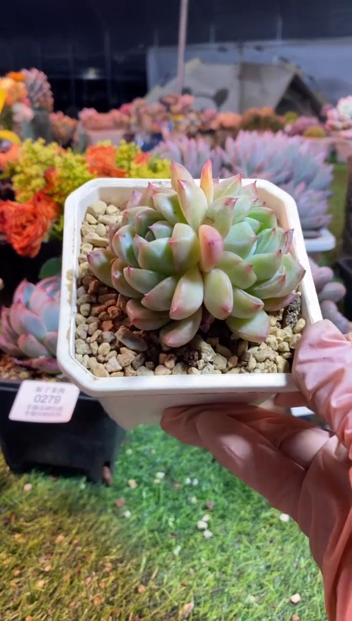 【闪购商品】0280a