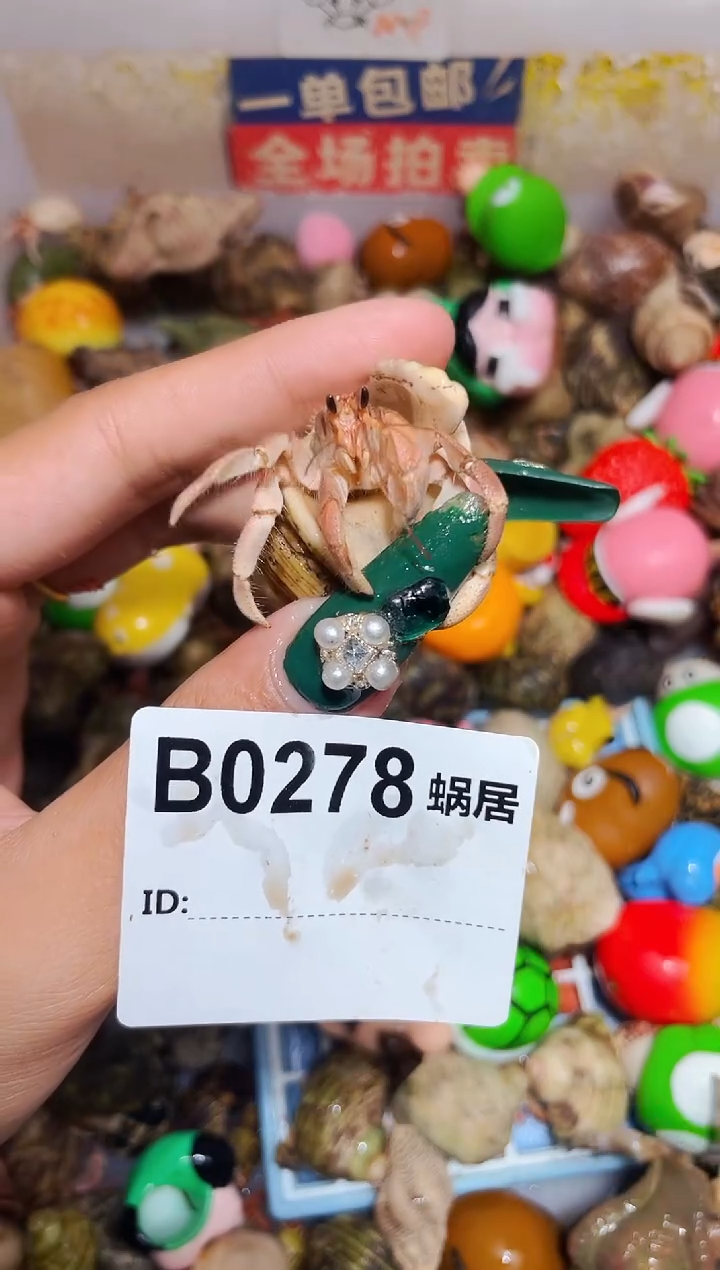 陌派甄选寄居蟹0278