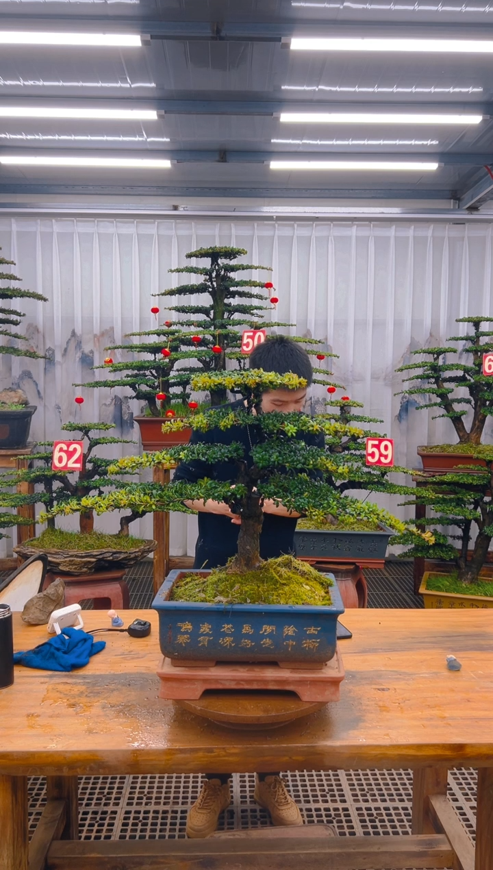 【闪购商品】紫砂精品盆景直播间一物一拍