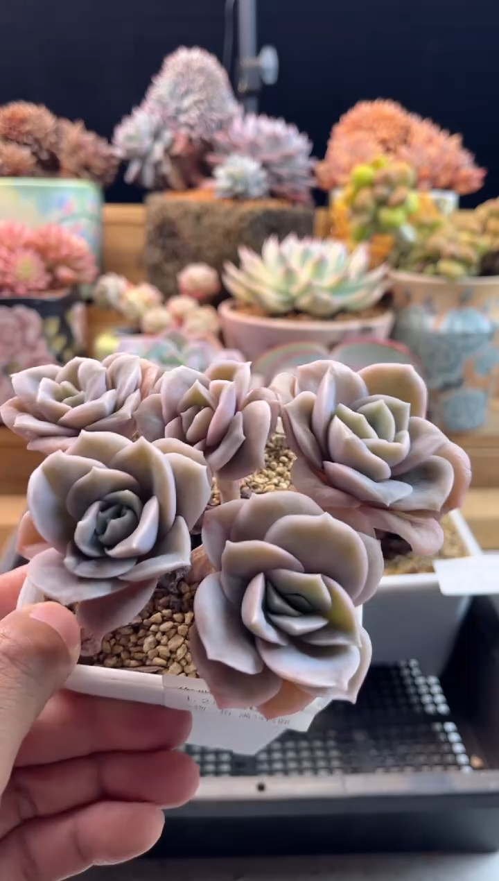 【闪购商品】1.21-30可爱玫瑰无砍