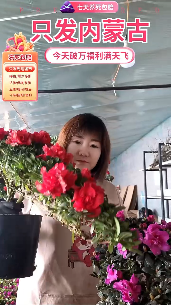 完全开放凤尾杜鹃红色