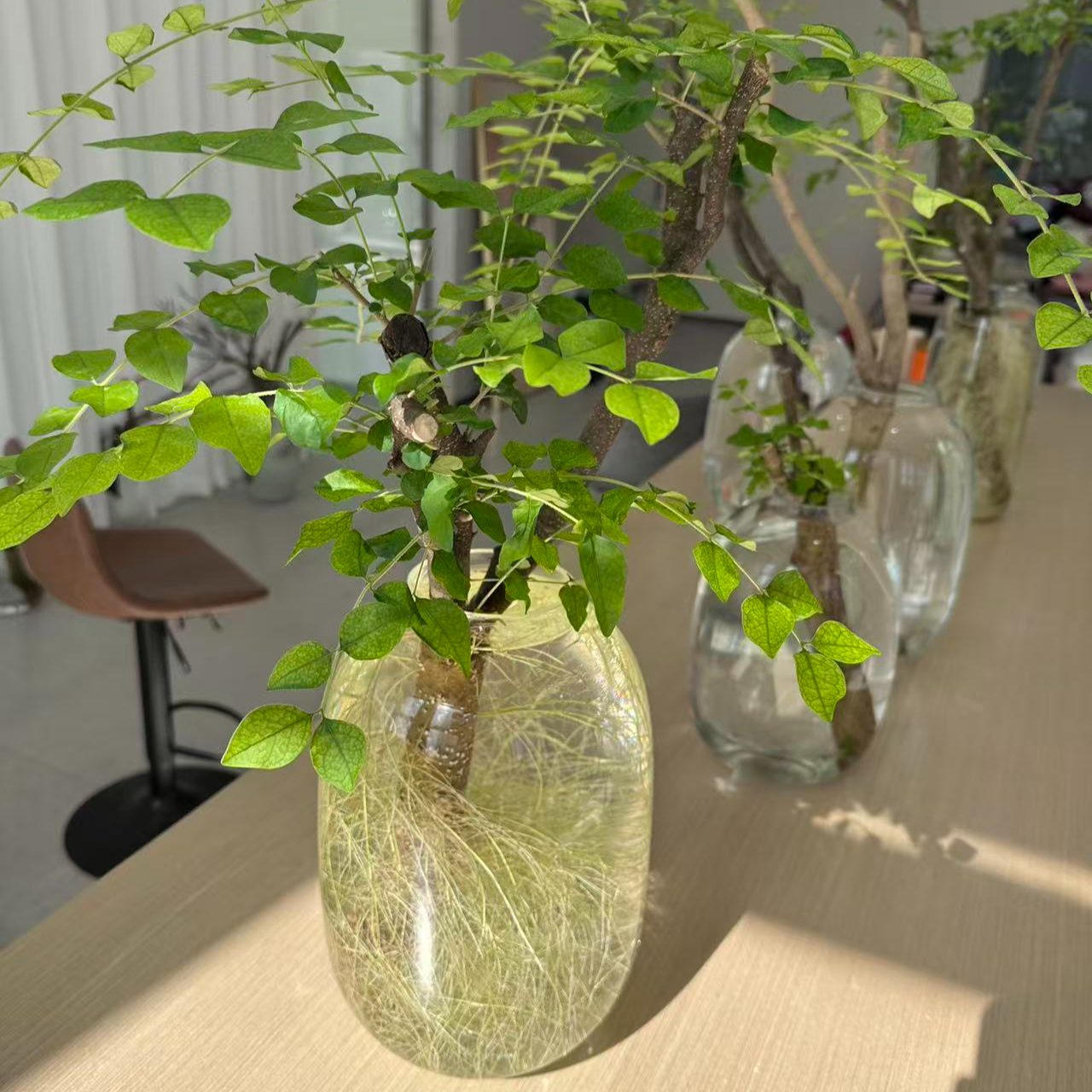 高端水培鲜切枝（不带叶不带根鲜切枝）
