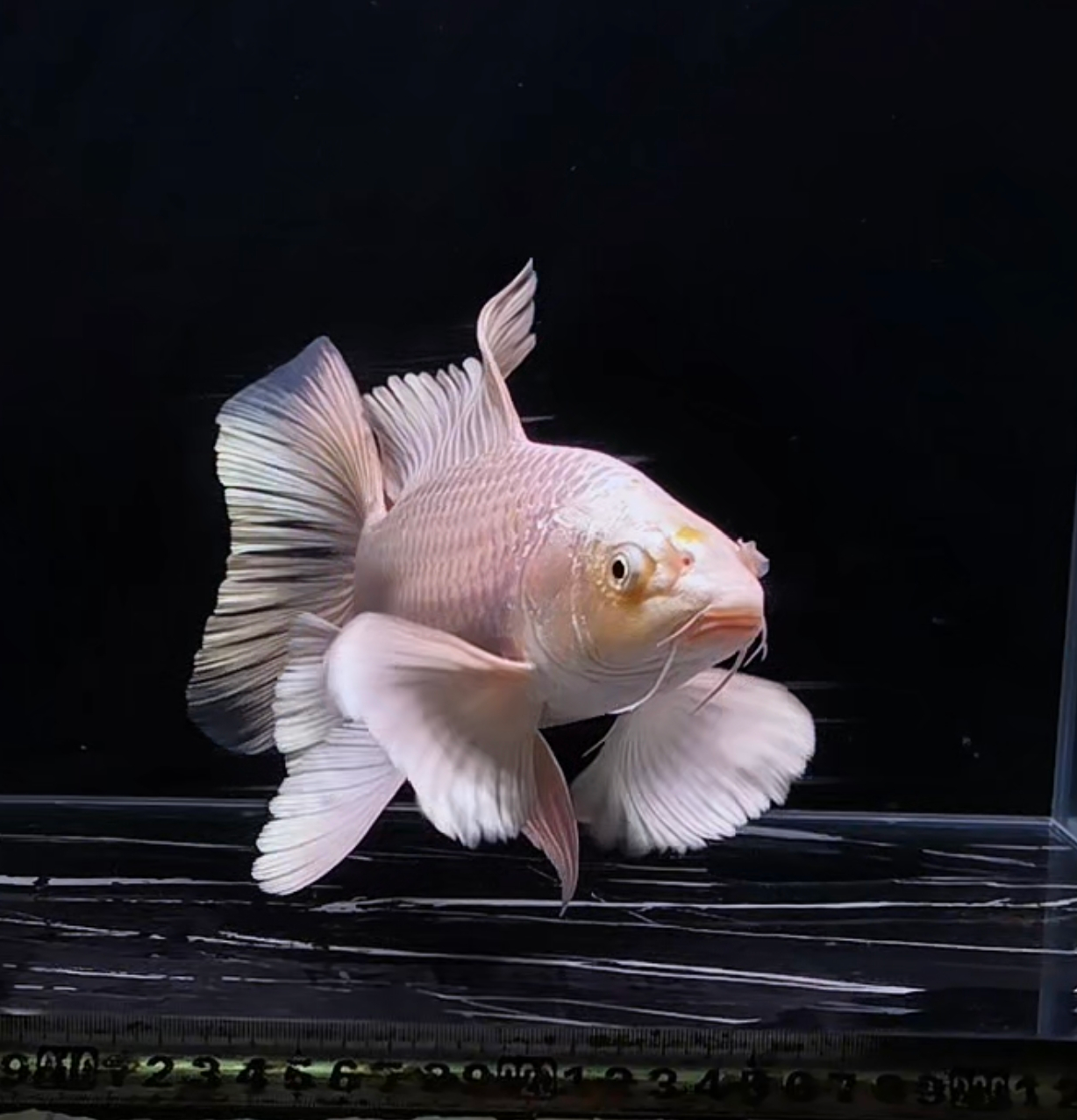 纯种白蝴蝶鲤大鳍大尾冷水观赏鱼好养耐活蝴蝶鲤观赏鱼