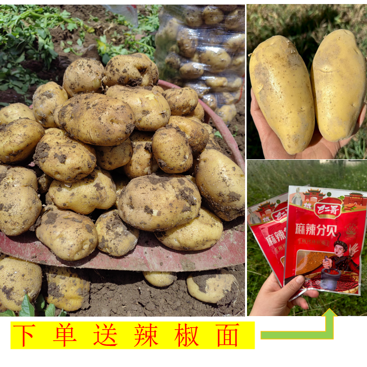 贵州威宁农家种植黄心土豆-粉糯香甜-5/9新鲜土豆（下单送辣椒面）