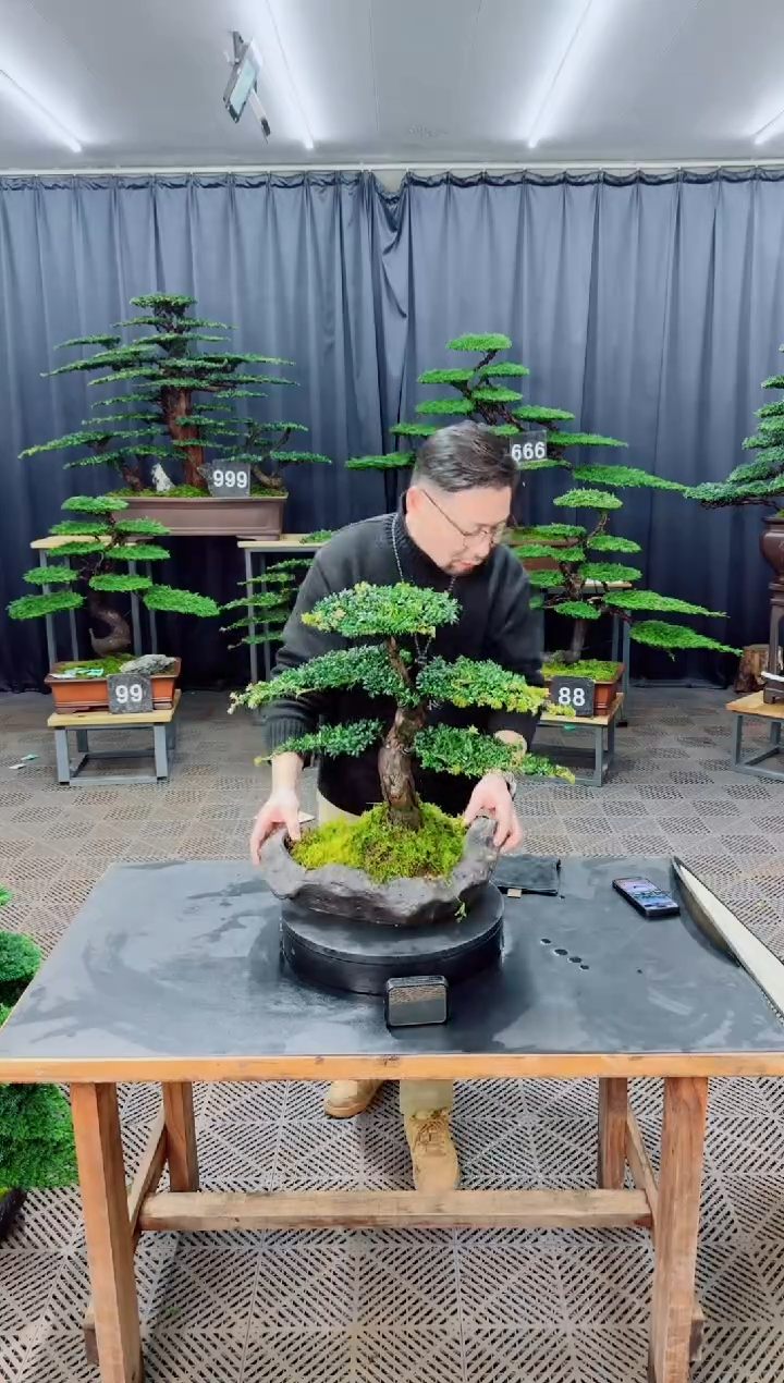 无花朵盆景......