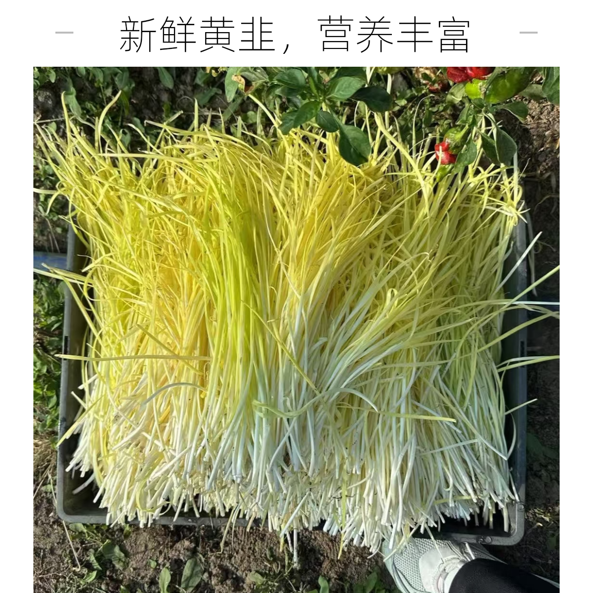 八卦洲韭黄现采现摘顺丰包邮鲜韭黄鲜香味浓顺丰顺丰包邮送货到家鲜韭黄