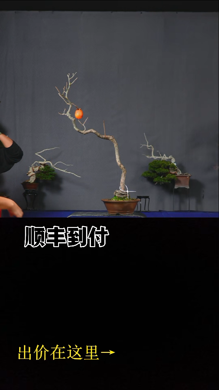 无花朵c010山柿bubaoyou