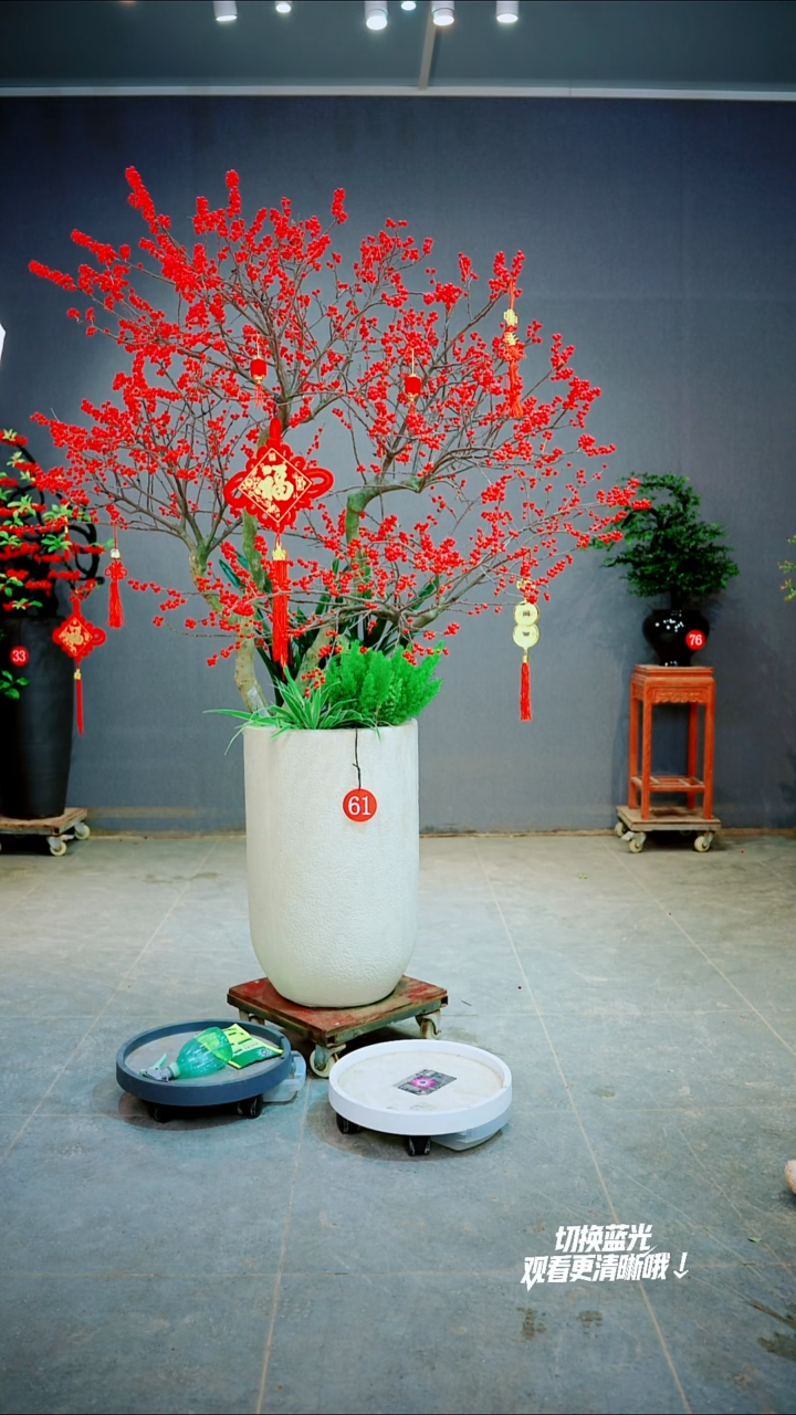 当前无花朵，栽培后可花朵哇*一物一拍绿植