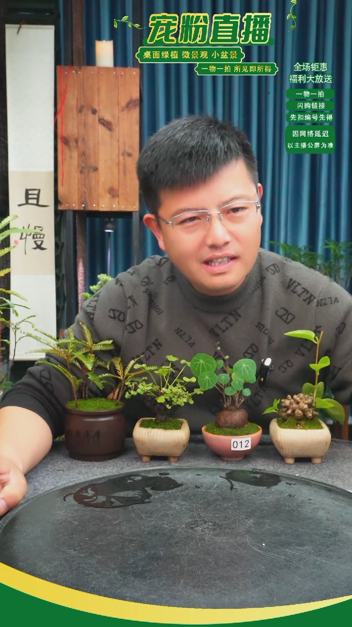 无花朵?****y苔藓微景观012号