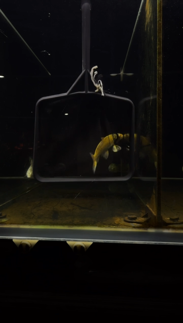 蝴蝶鲤鱼吴*1111蝴蝶鲤