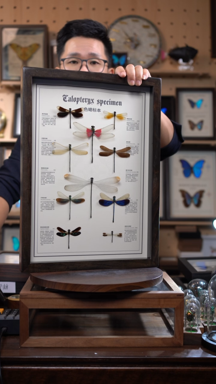 十只色蟌组合高货鸡翅木博物级别装裱