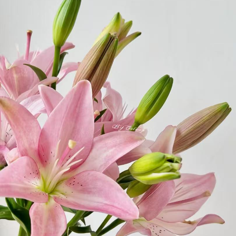 花鲜祉 【粉佳人亚百合8一10头】今日下单次日达 无香味百合鲜切花云南基地直发