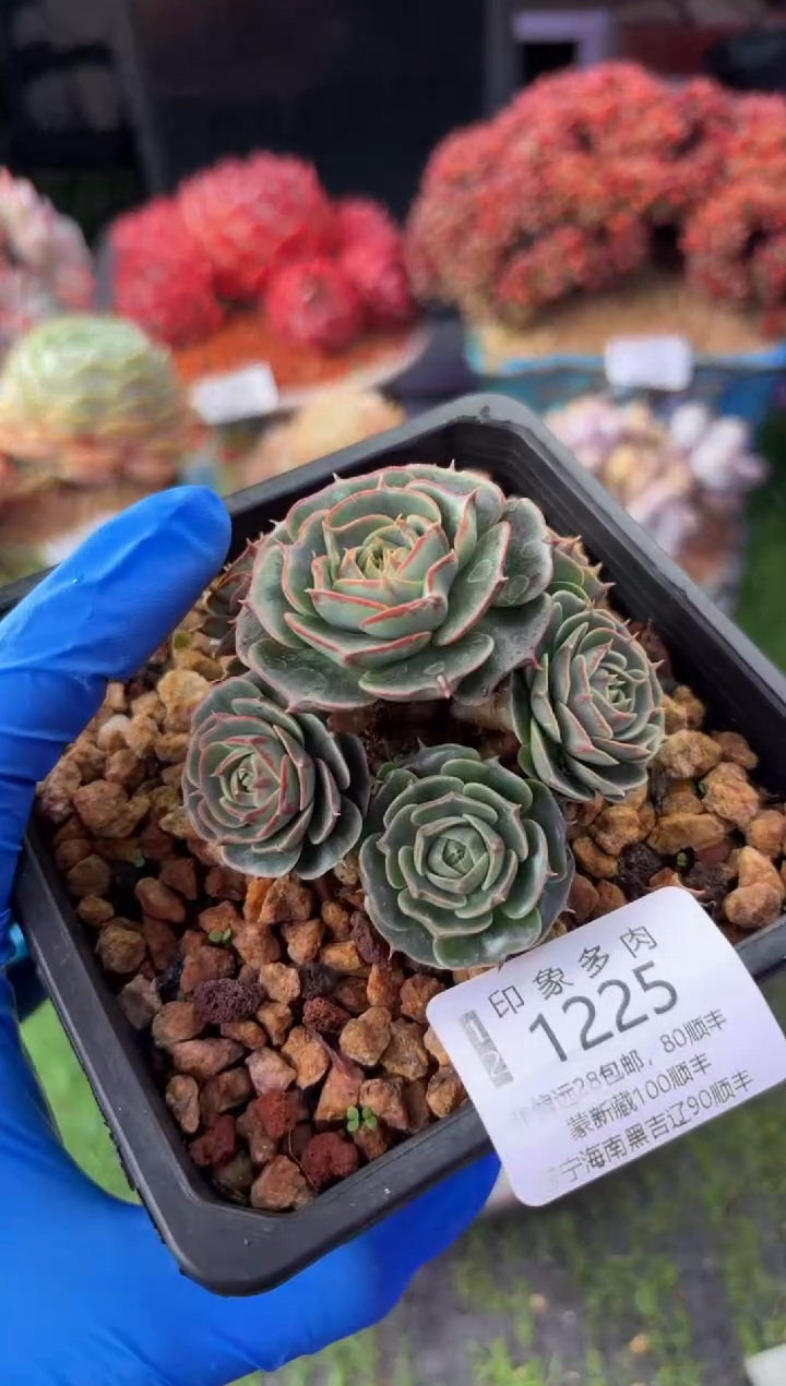 昆明印象多肉1225
