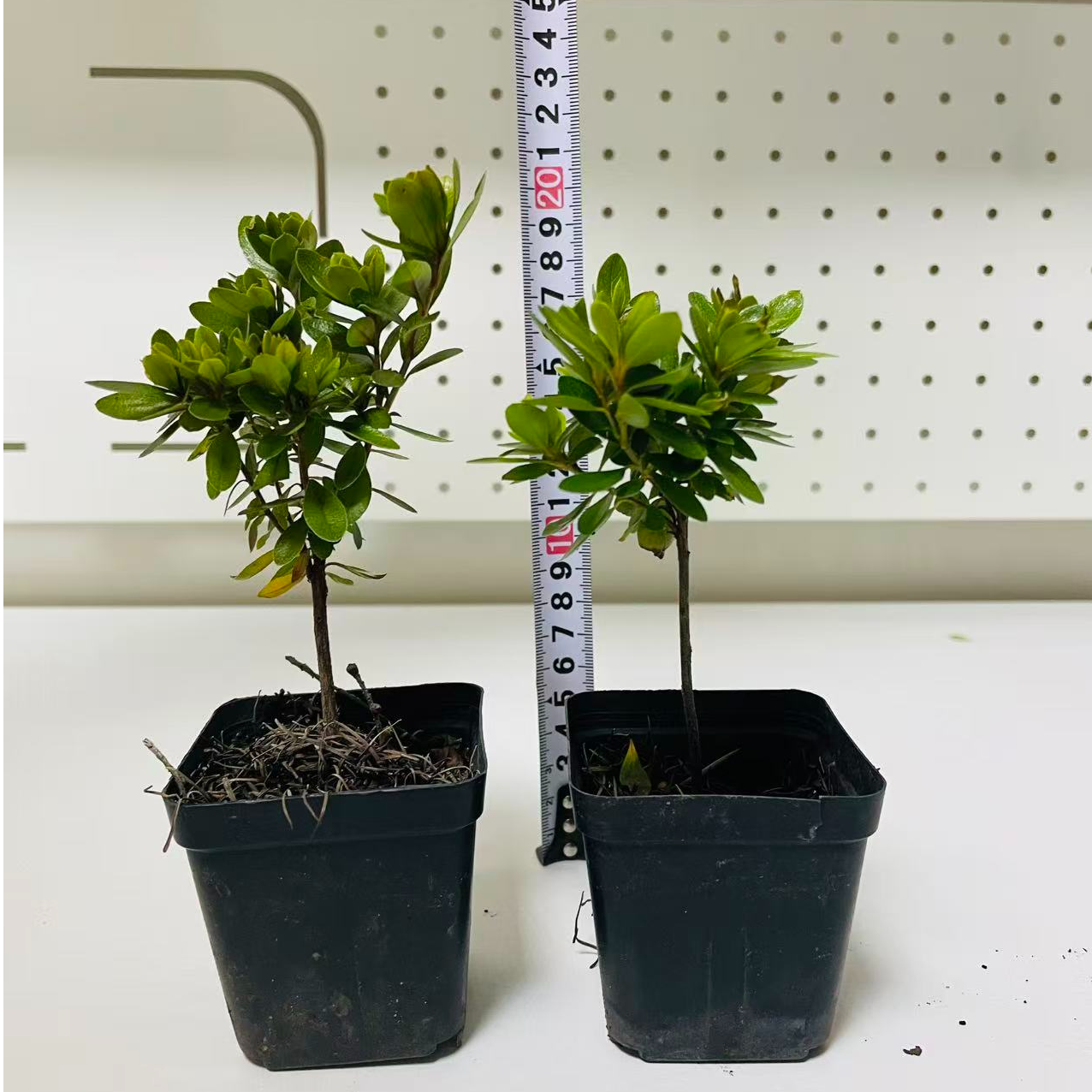 【道哥严选】粉妆楼腊皮杜鹃扦插苗原土原盆发货一年苗庭院阳台盆栽