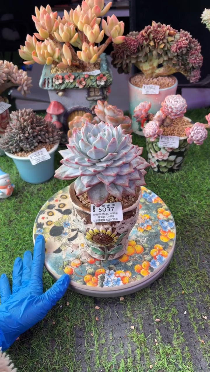 昆明印象多肉5037