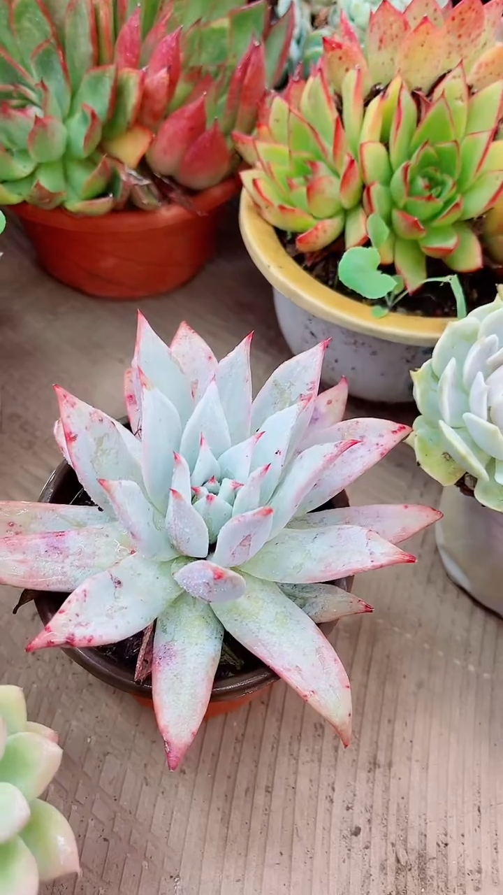 ?****?07056多肉植物一物一拍