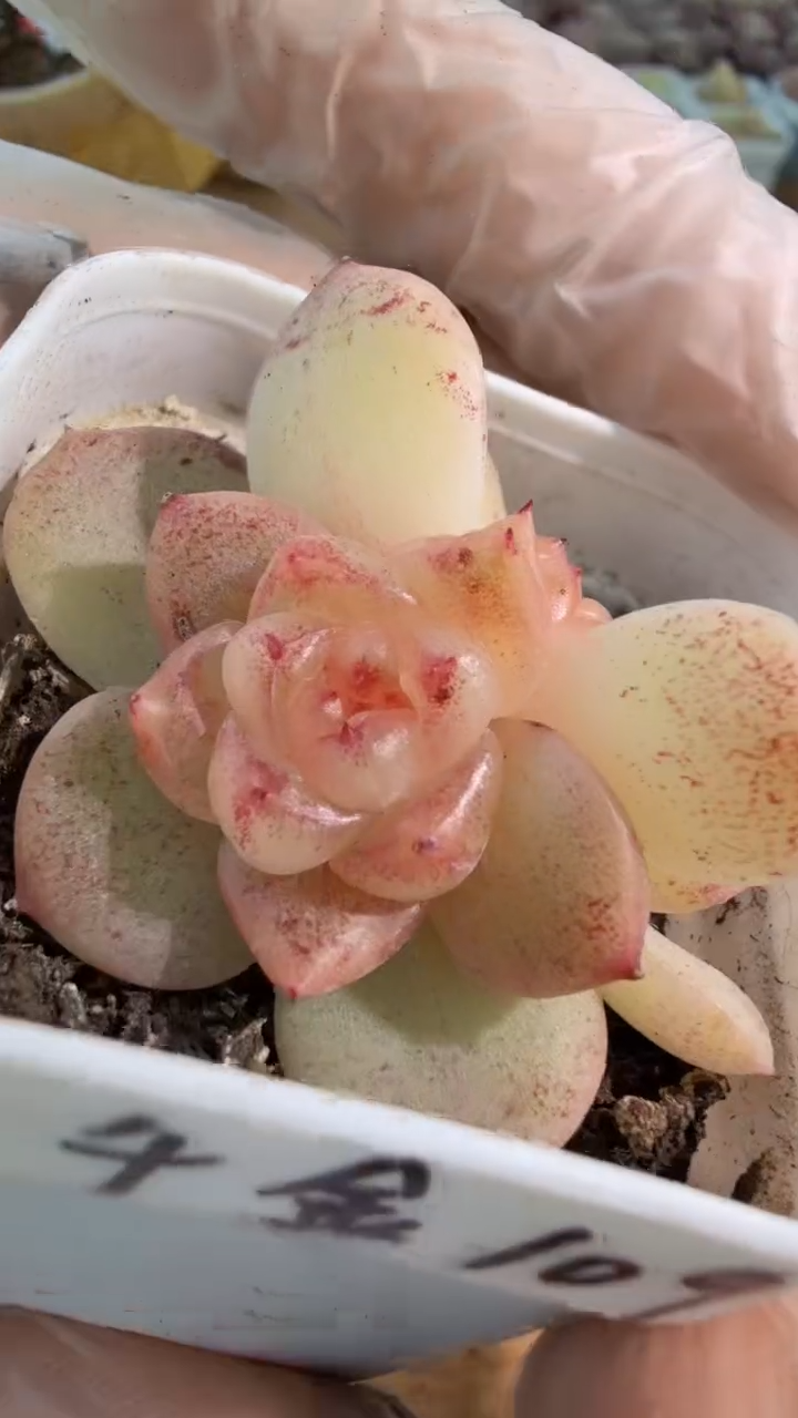 千金109 五方一盆 单双混 量拍混发