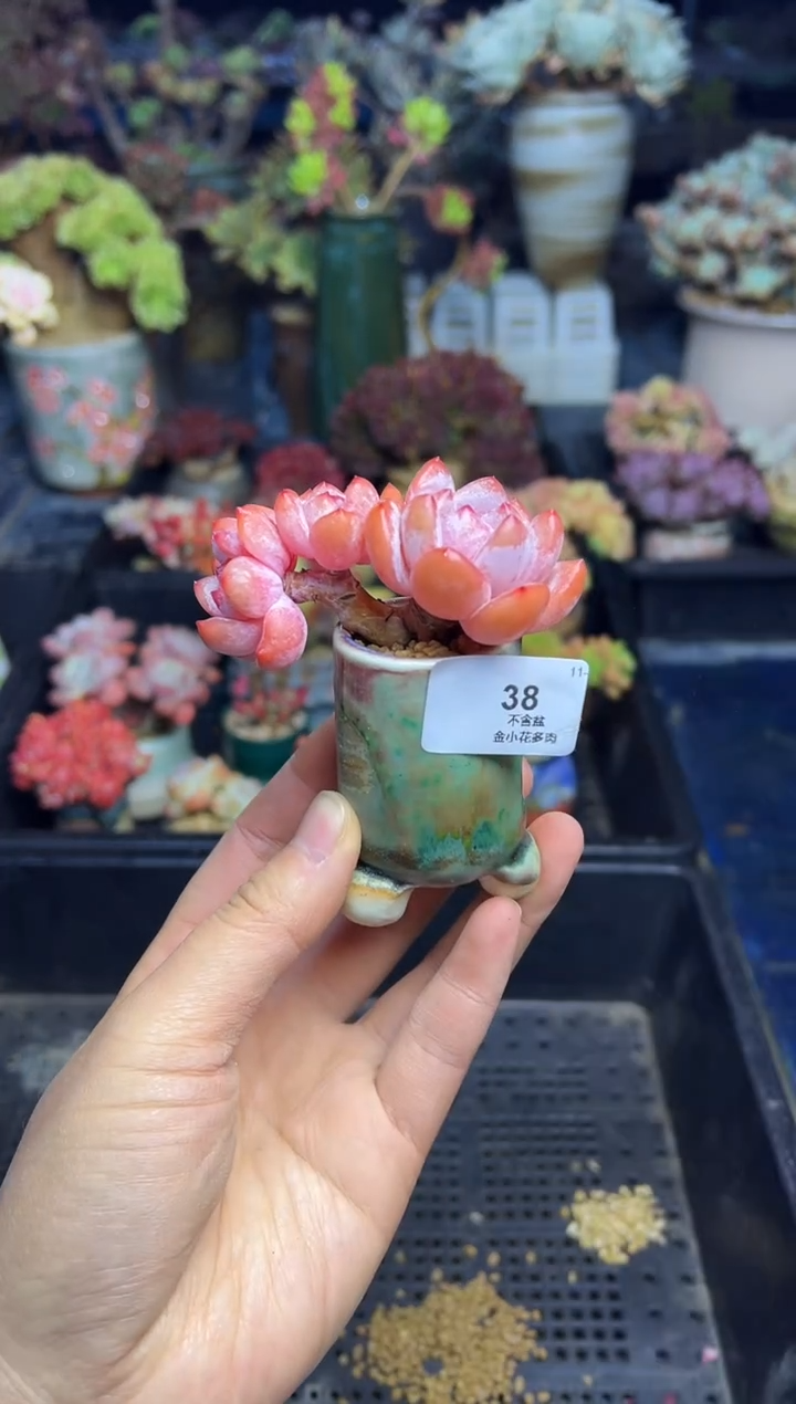 娜*子38               不带盆