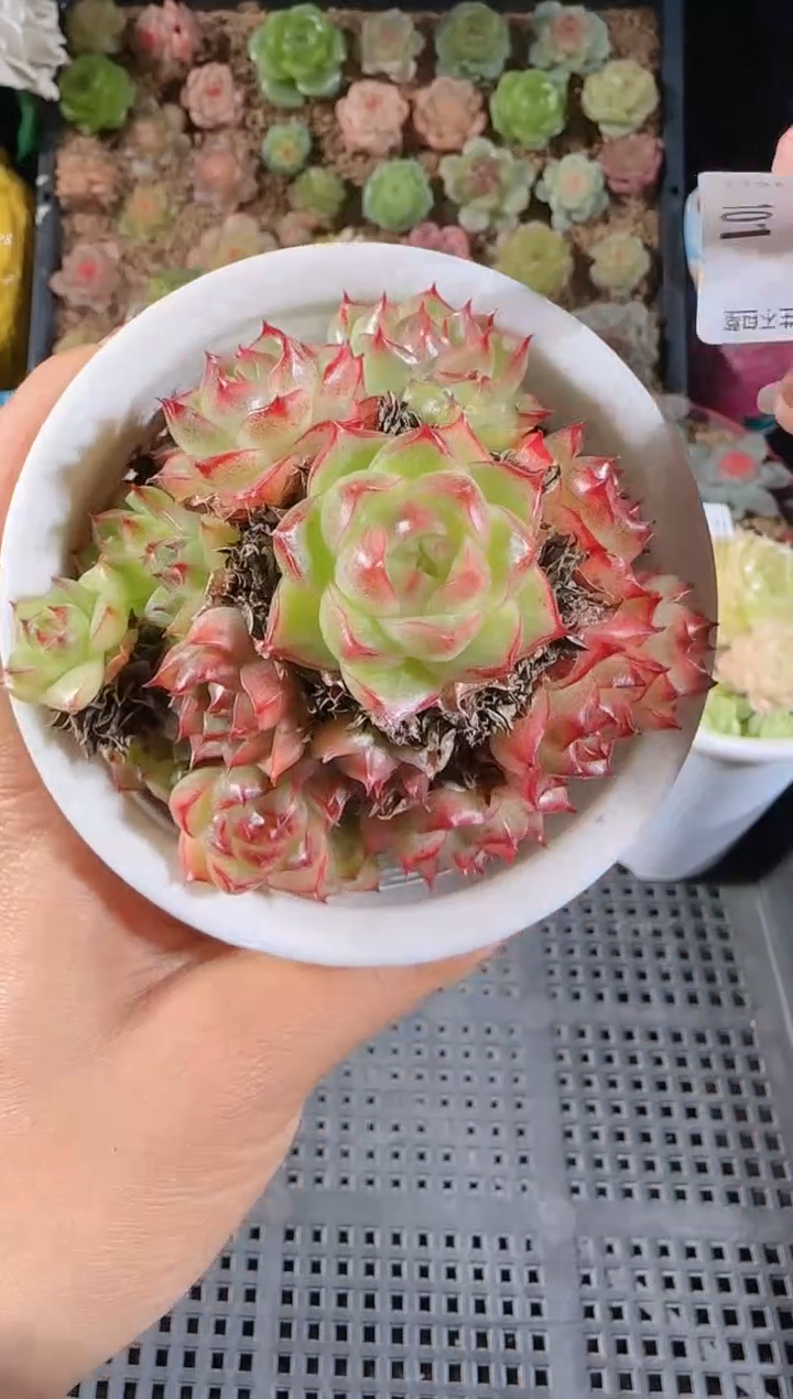 1116-101群生不包整