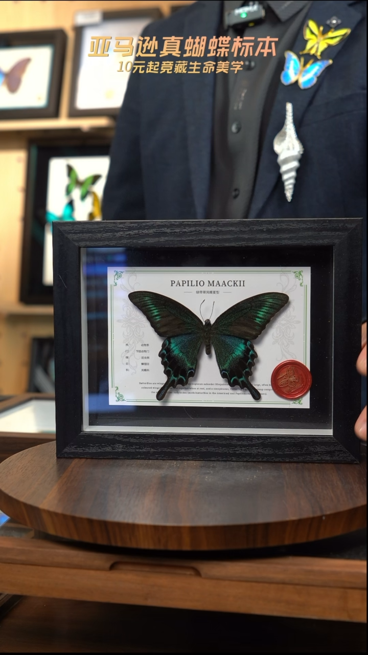 绿带翠凤蝶夏型8寸黑框国风版