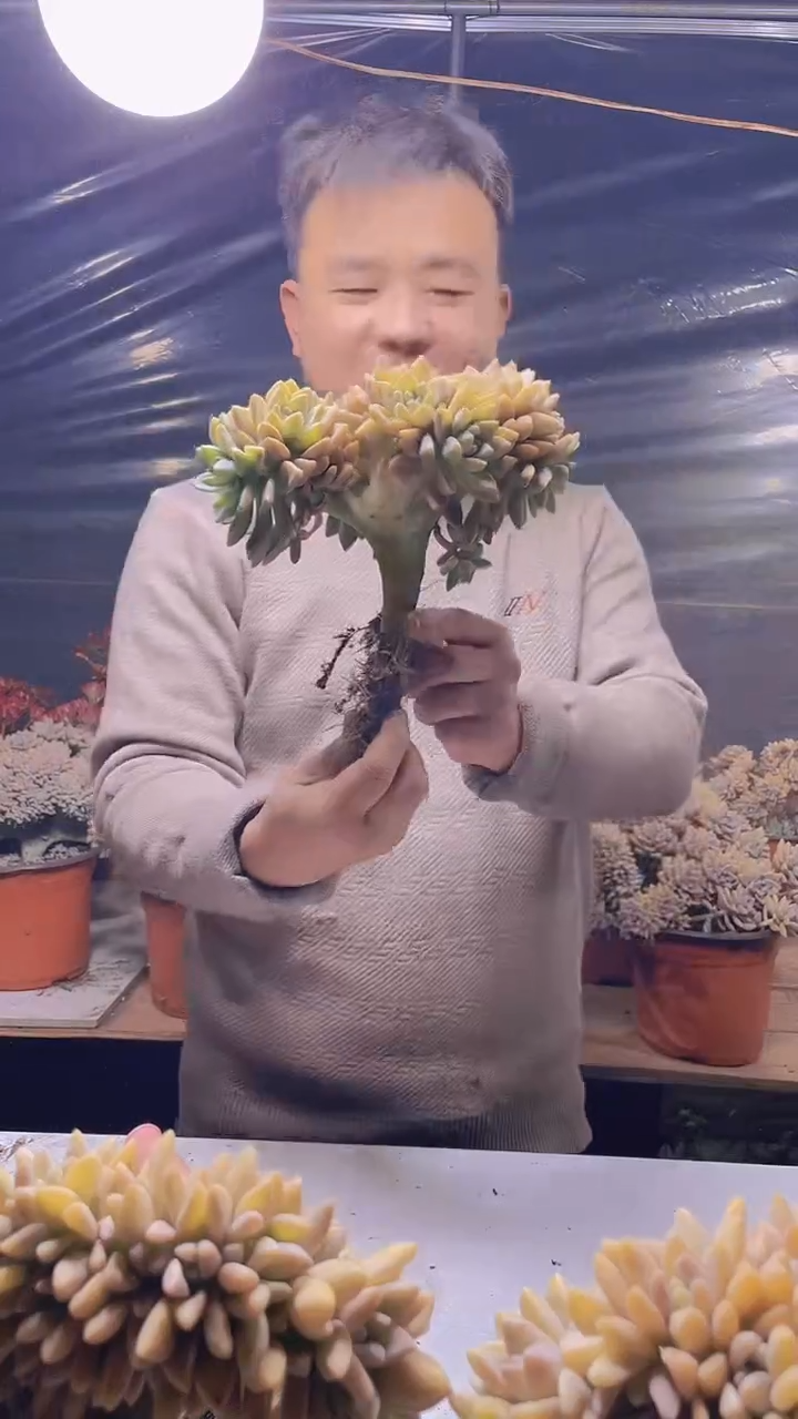 【闪购商品】缀化181