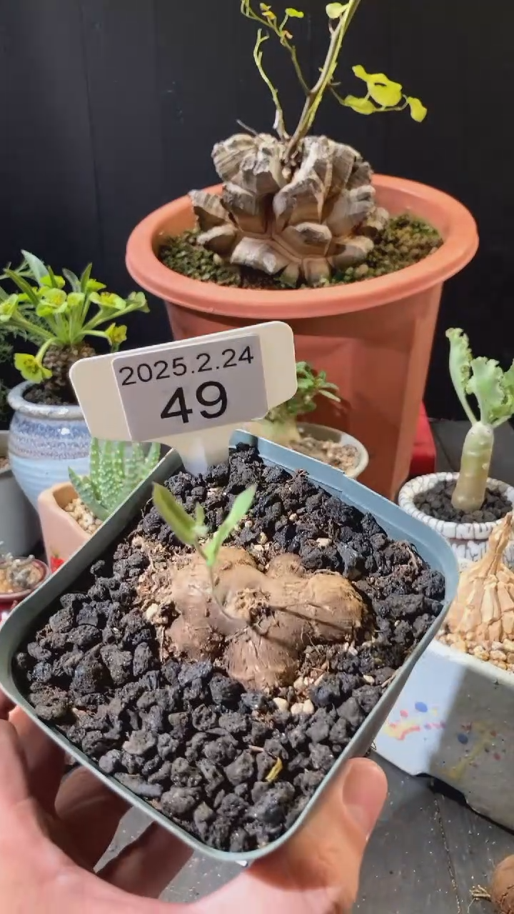 【闪购商品】叶损不保菲力厚敦菊2.24.49