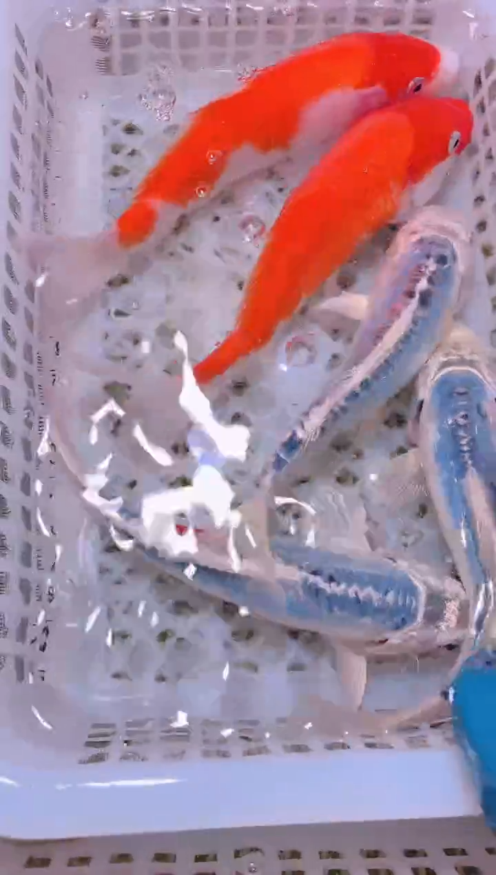 锦鲤冷水观赏鱼全场包邮132