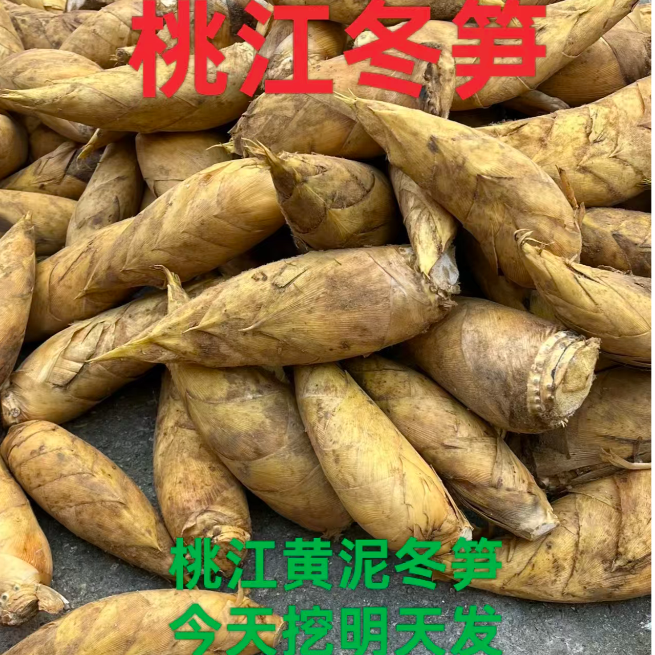 桃江冬笋新鲜现挖高山黄泥拱两头尖带壳冬笋