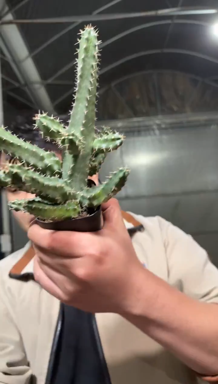 3颗 美花角【带根】