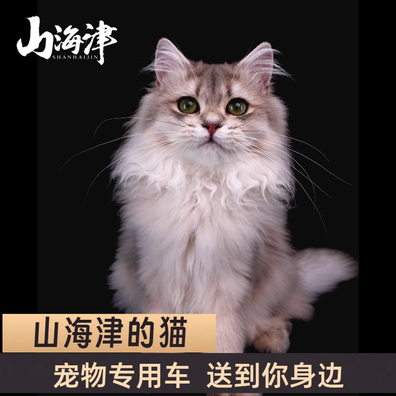 长毛蓝金渐层等多种活体猫咪售卖