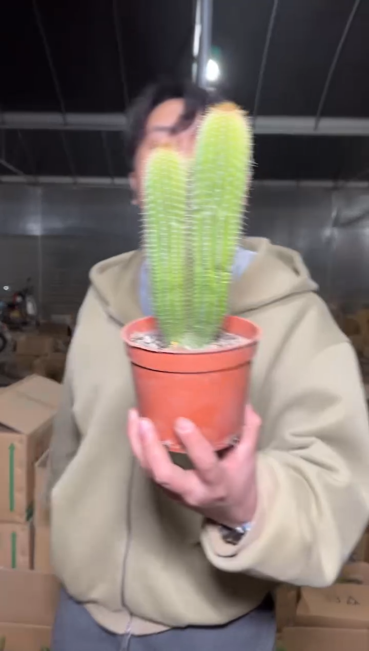 双头起 大凤龙【带根】高9-15cm