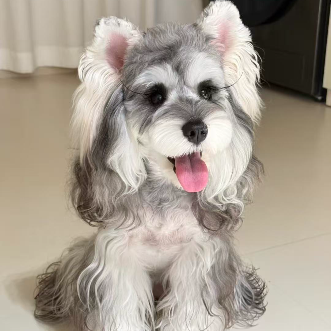 《汪汪萌宠 》宠物狗狗活体