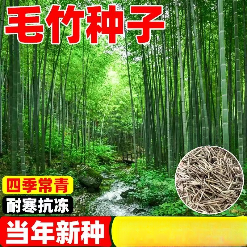 毛竹种子四季常青庭院种植正宗竹子种子耐寒耐旱地栽种子