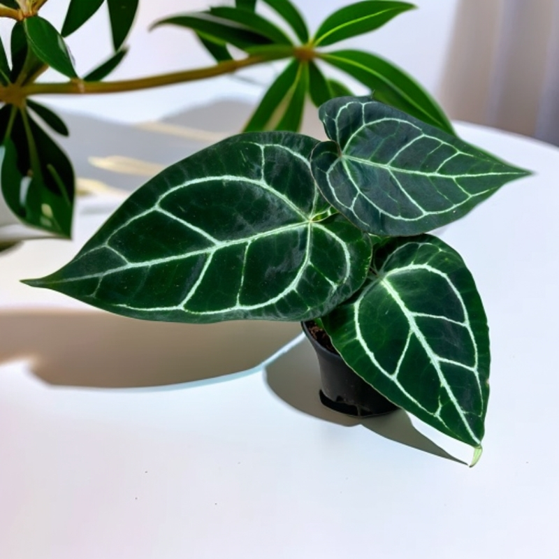 华丽花烛网红绿植盆栽适合客厅书房