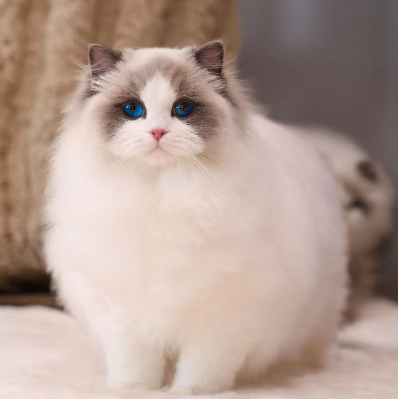 【宠悦布偶猫】活体猫咪