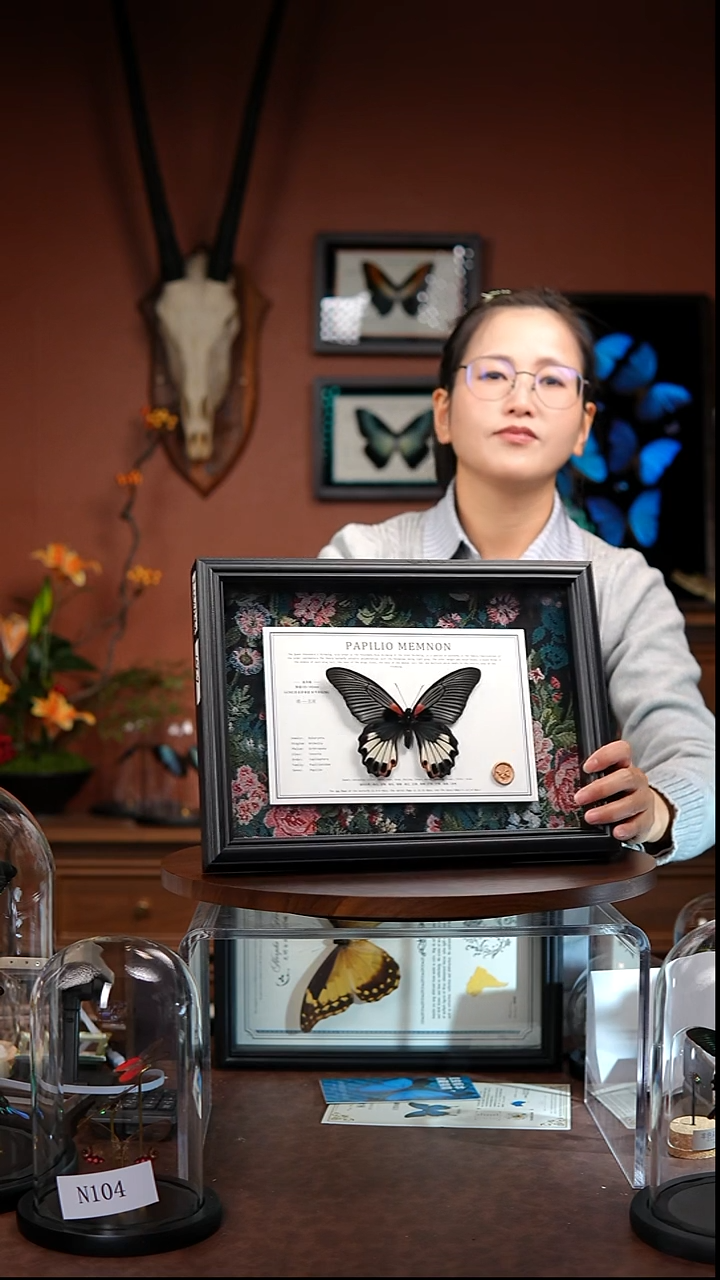 美凤蝶 绢布款   常规