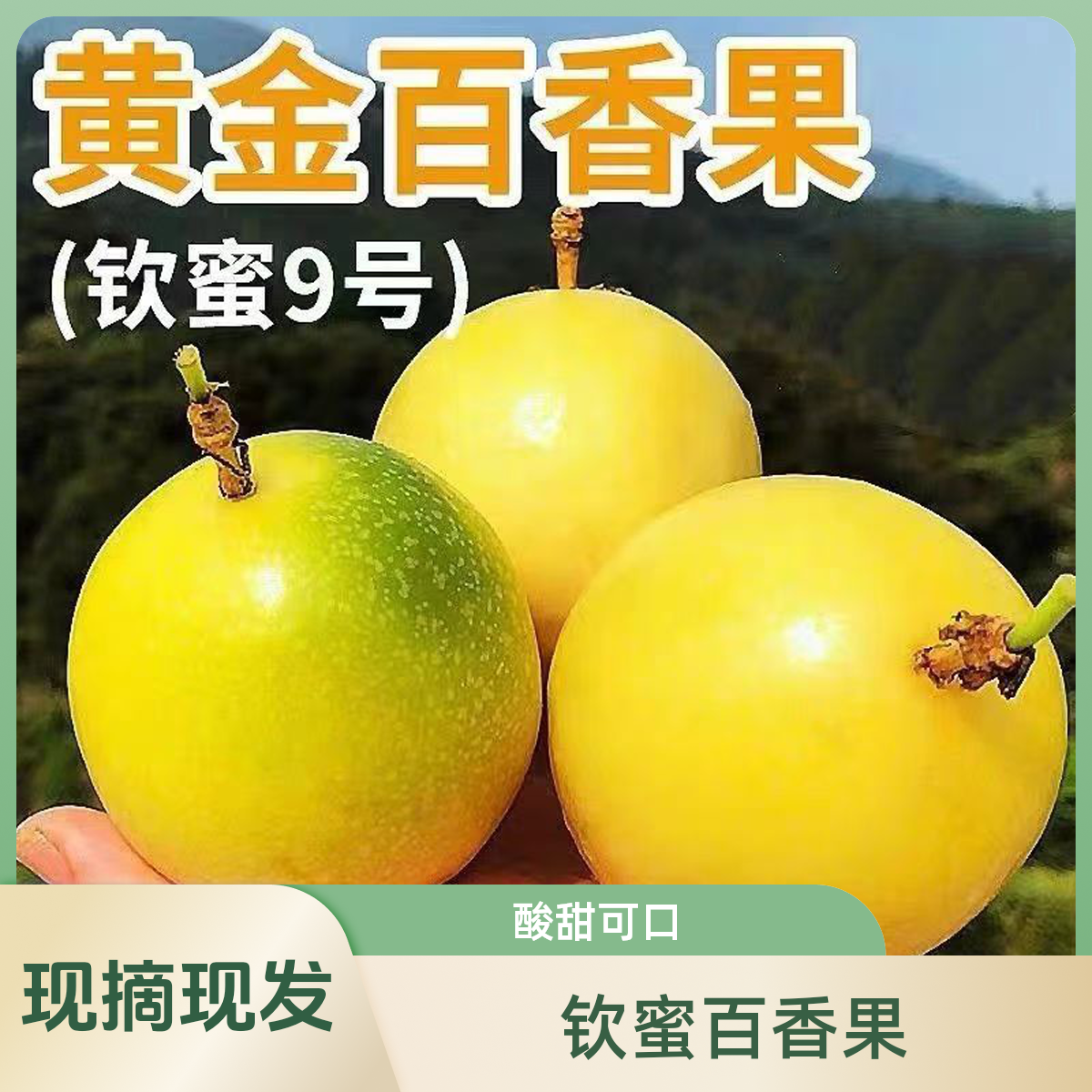 广西钦蜜9号百香果新鲜包邮口感香甜饱满特大果果王A3