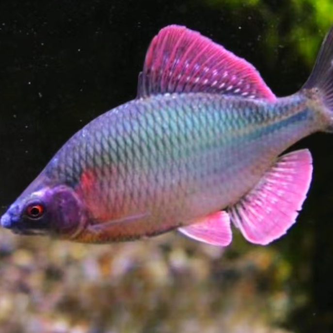 斜方鱊溪流原生冷水鱼群游小型观赏鱼鱼缸里的一抹粉